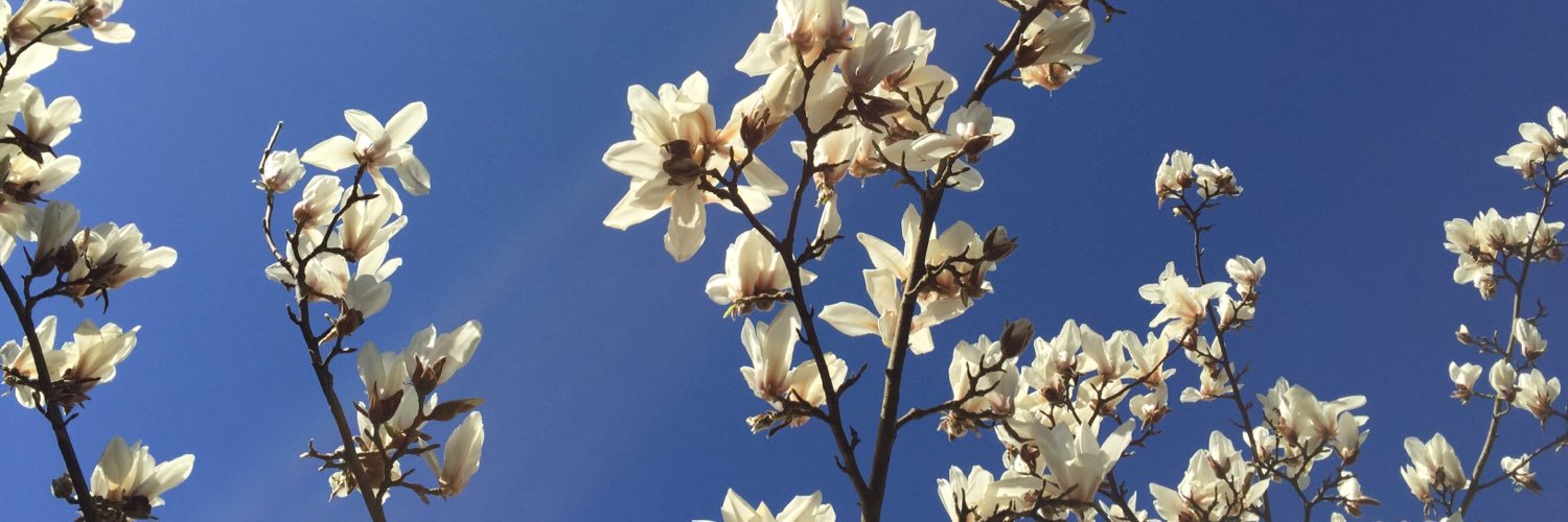 Alison O'Kane banner