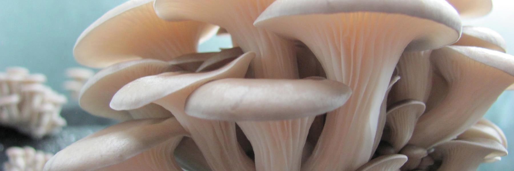 Manhattanshroom's profile banner image