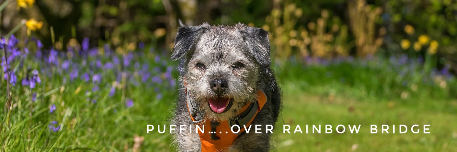RayTheBorderOnMull 🐾 banner