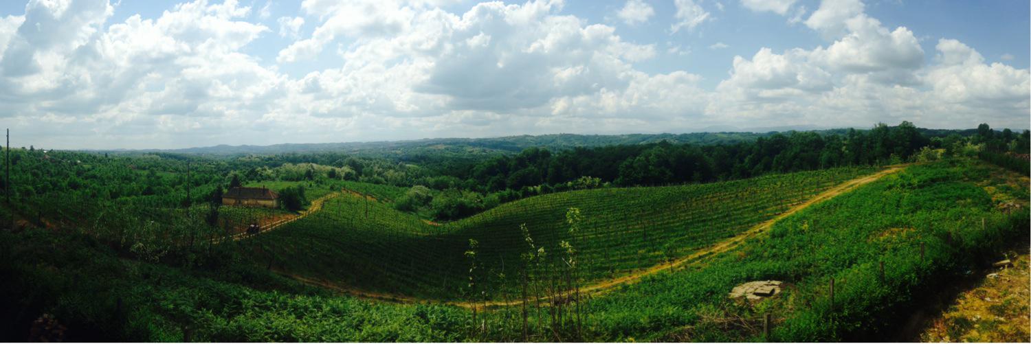 VinarijaPusula's profile banner image