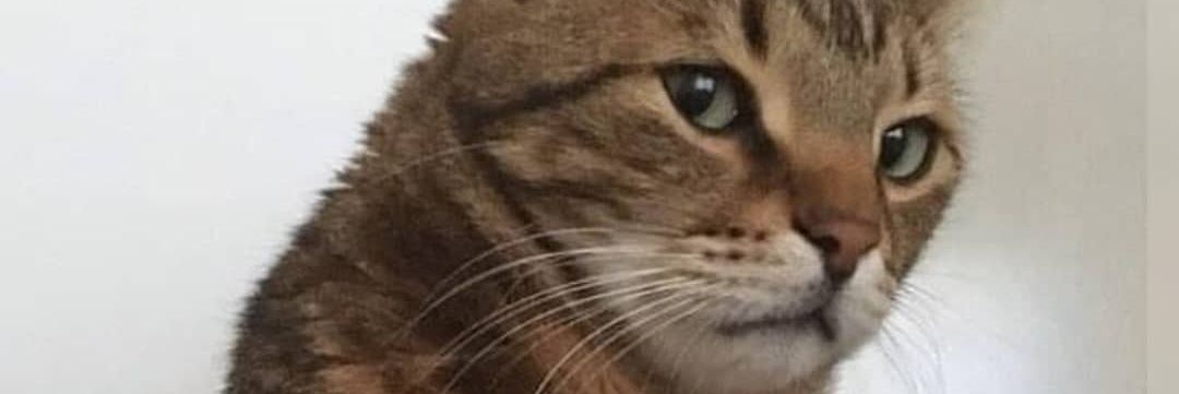 liliberosmarlen's profile banner image