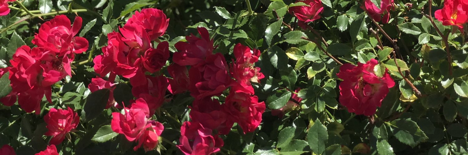 LizzySeitz's profile banner image