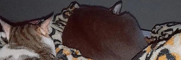 Raysemilla's profile banner image