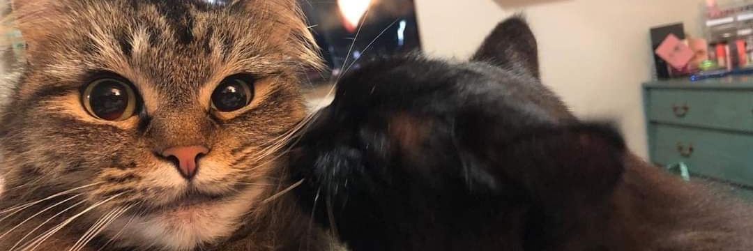 Adeaalaska's profile banner image