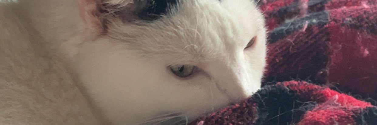 🍉🇵🇸🔻 banner