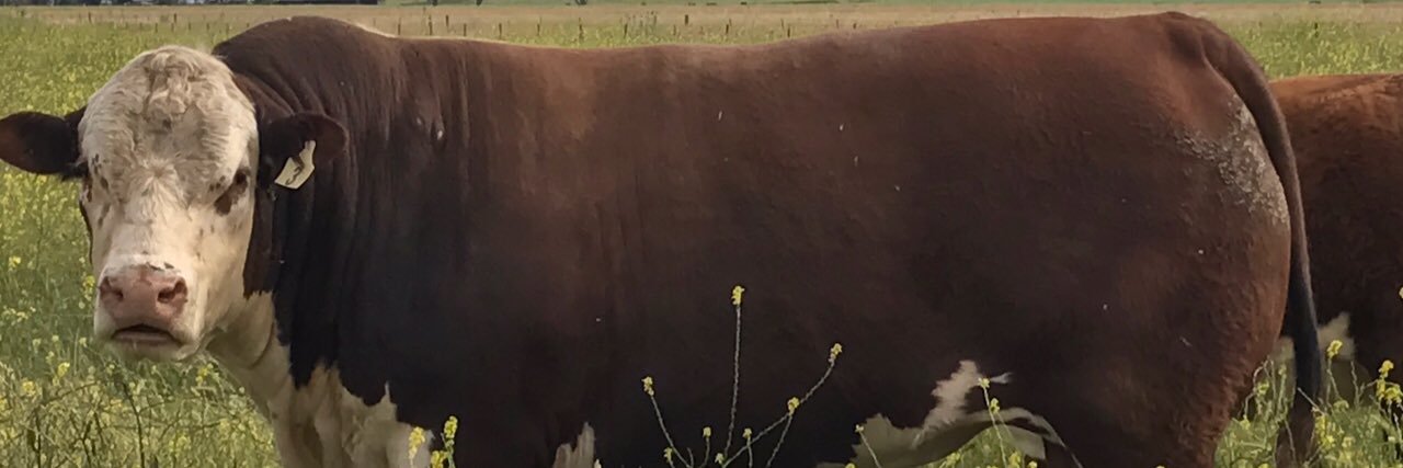 kingislandbeef's profile banner image