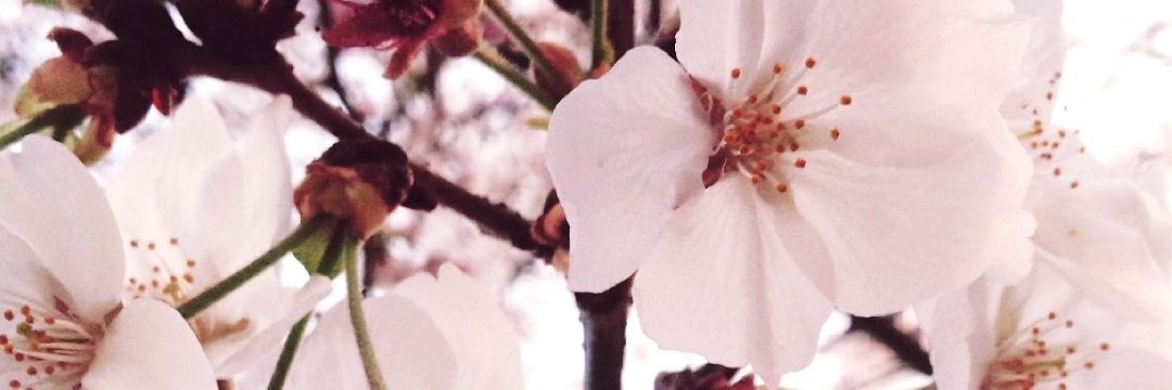 あすく banner