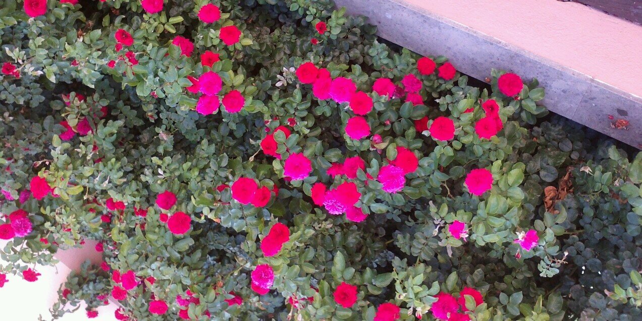 AriadnaLopez15's profile banner image