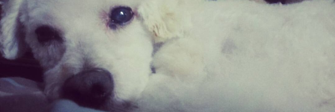 Shaina265's profile banner image