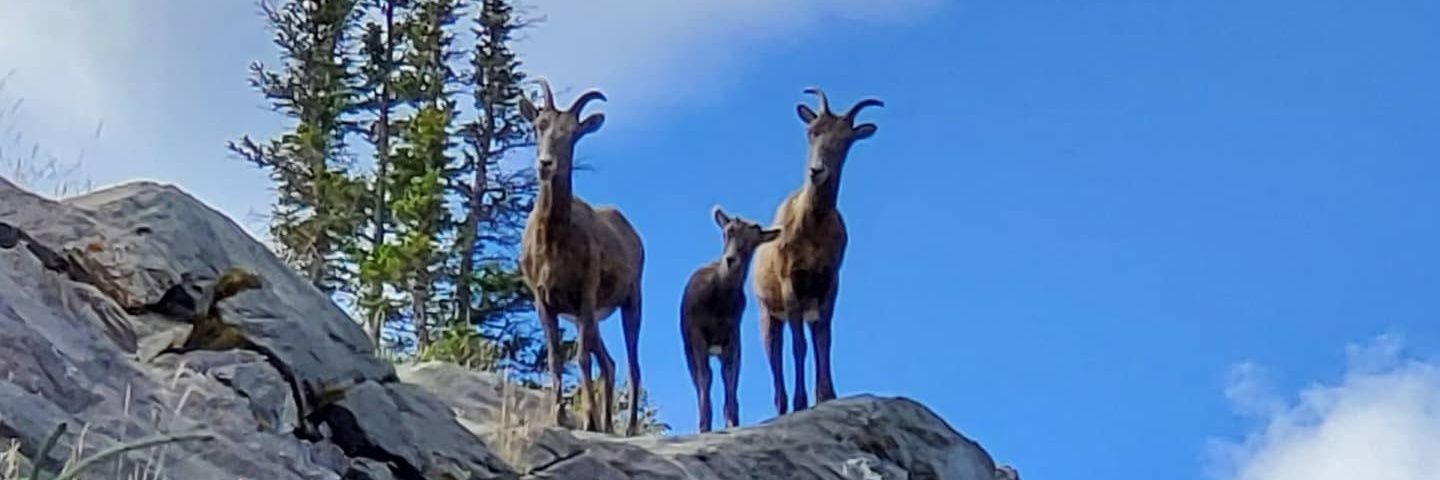🇨🇦 She said: banner