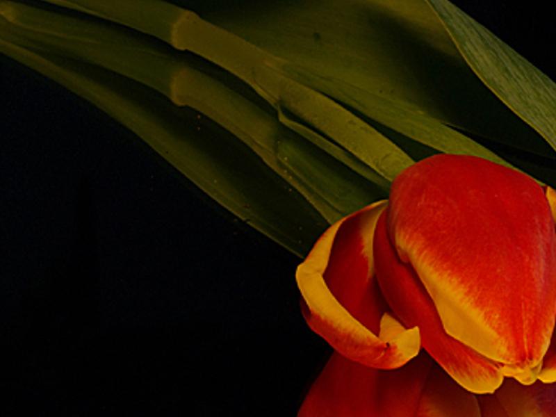 rcheroptende's profile banner image