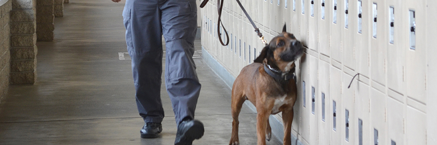 impactcanine's profile banner image