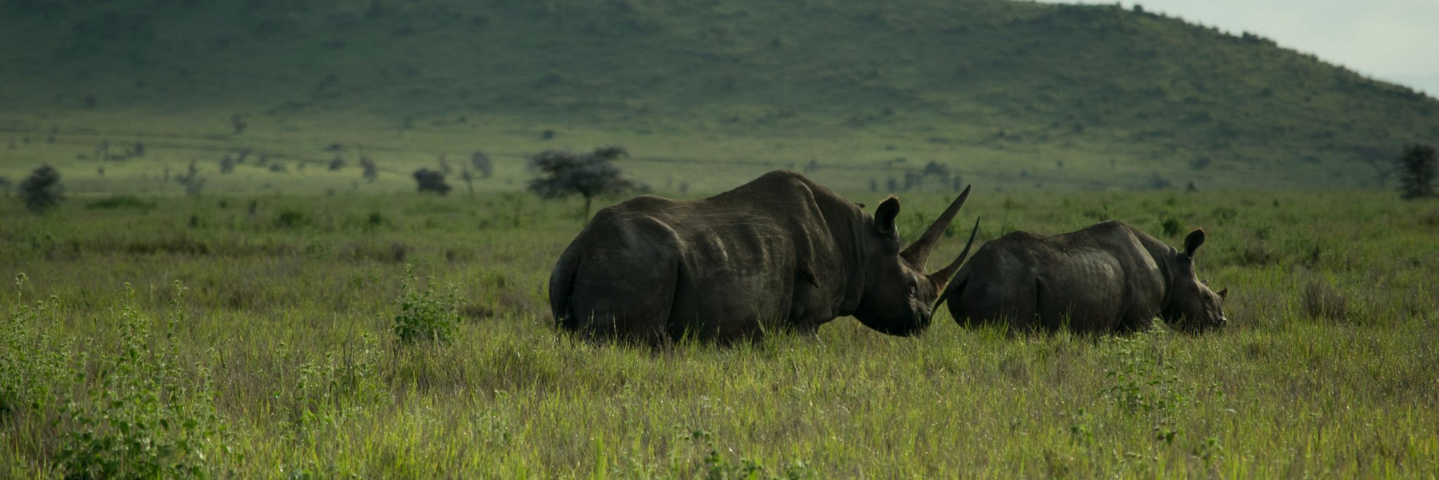 Lewa Wilderness banner