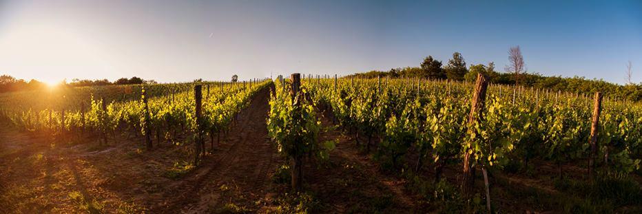 winekovacevic's profile banner image