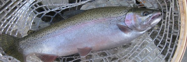 kcrowebasspro Profile Banner