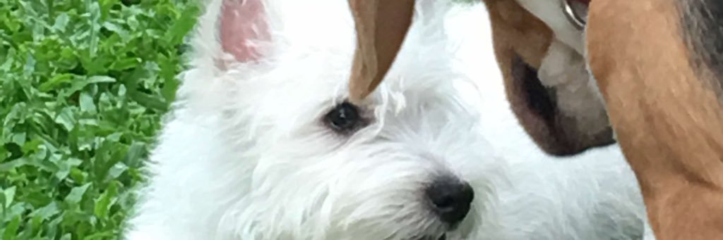 sangwean2's profile banner image