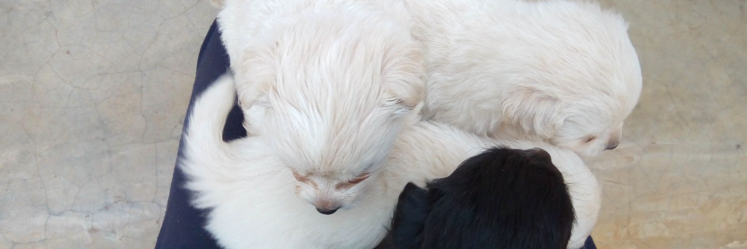 MissKasea's profile banner image