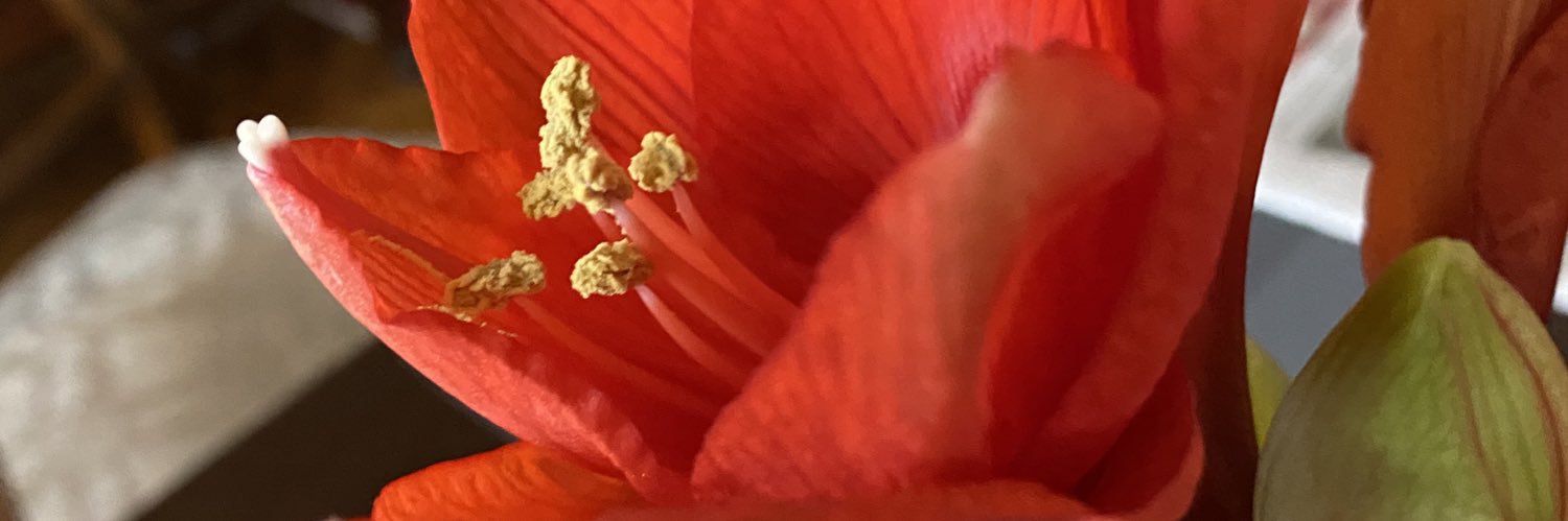 GVacek1's profile banner image