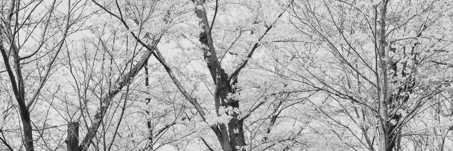sakura_comp's profile banner image