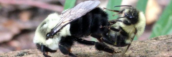 EntoEllen Profile Banner