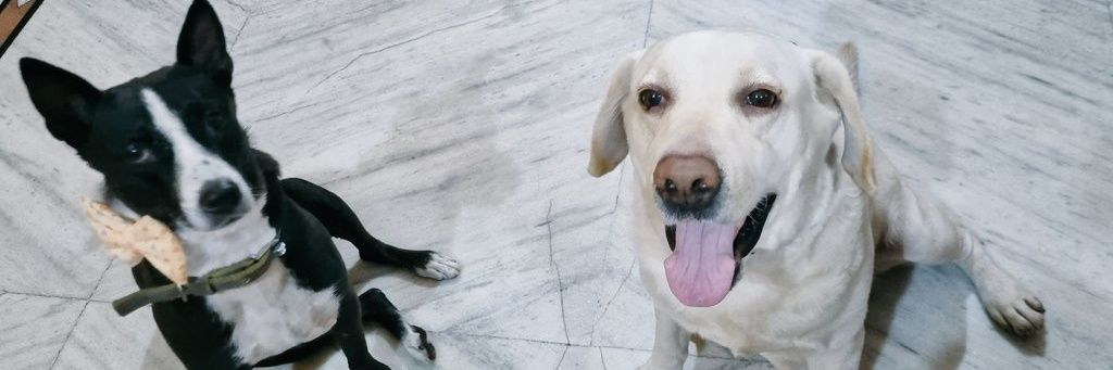 Dutchess of Orissander🧝‍♀️ banner