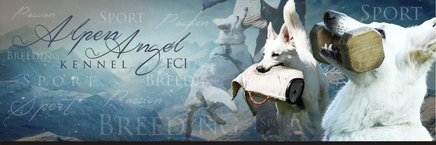 DogAngel8's profile banner image