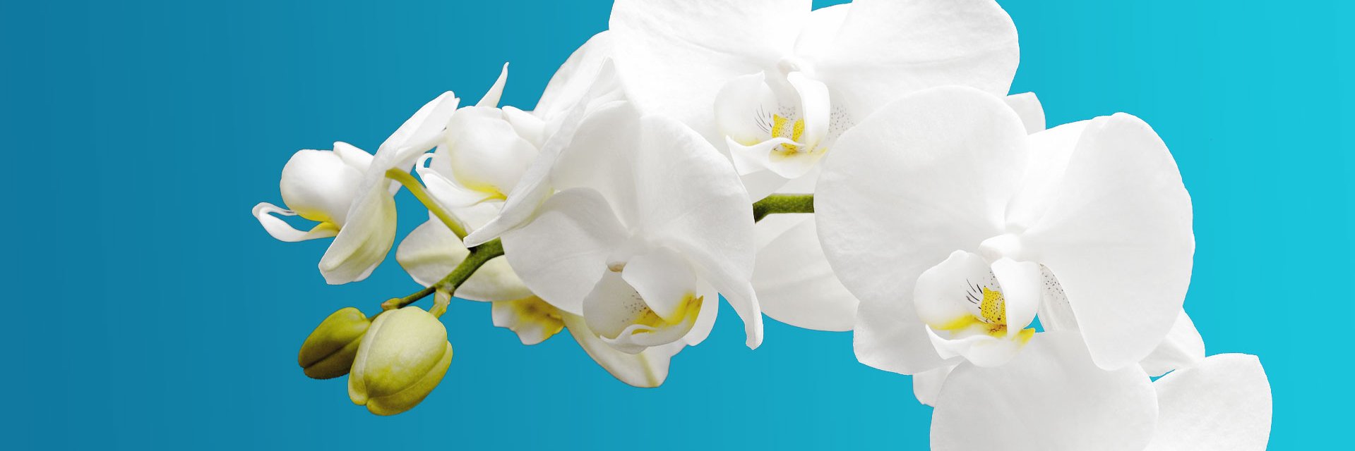 DwiAbreu's profile banner image