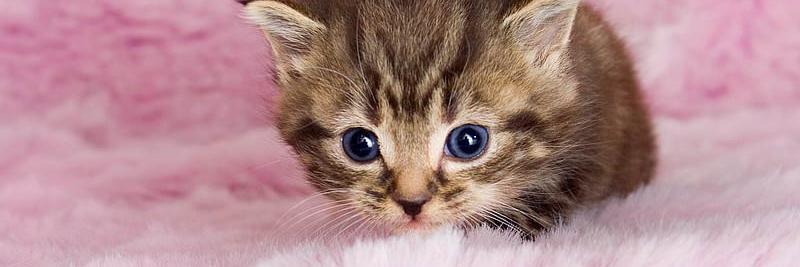 Gatito banner