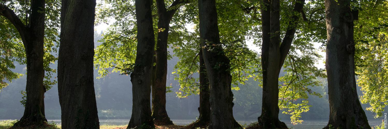 ParcRousseau's profile banner image