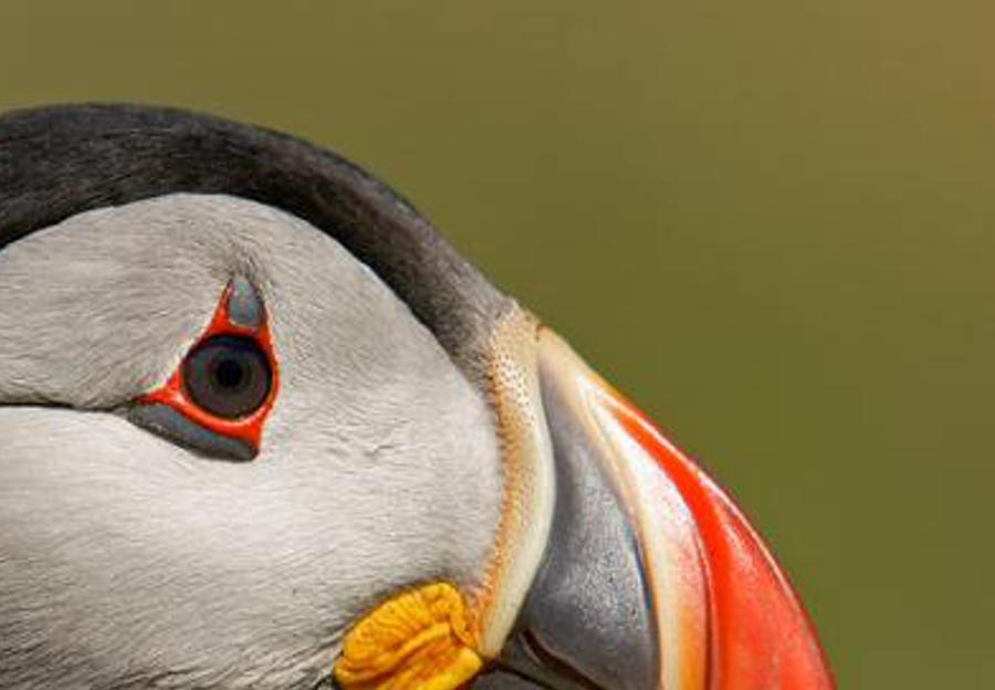 comambuplnal's profile banner image