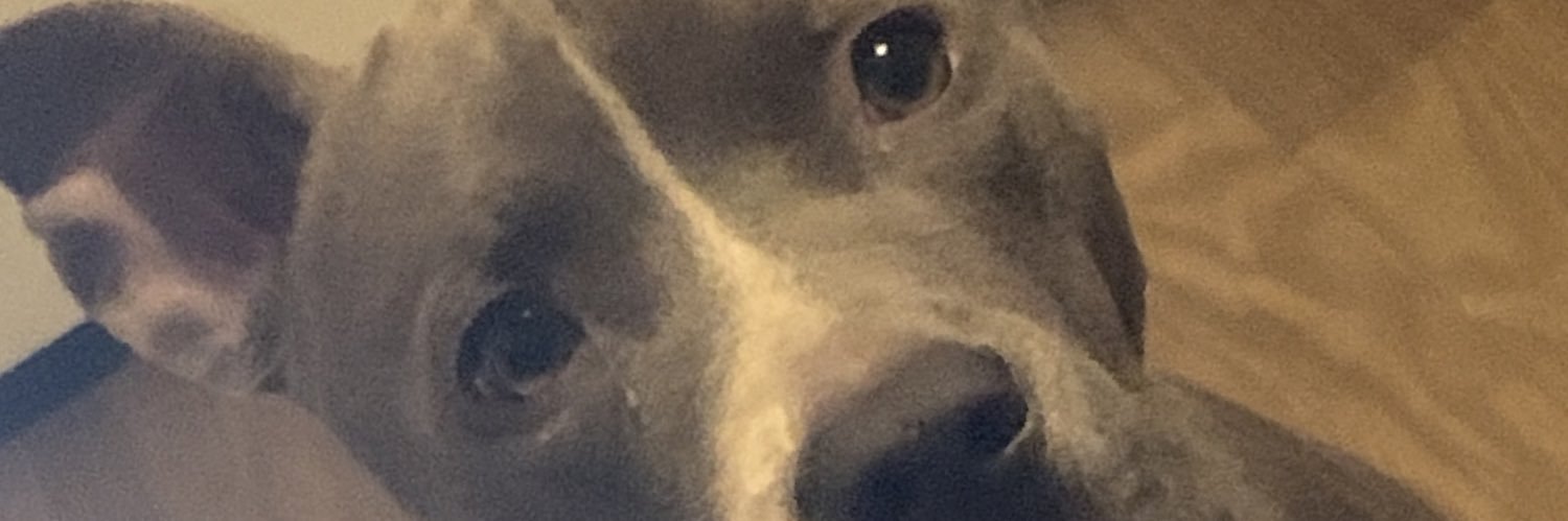 Insatiable banner