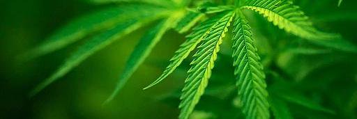 CC_Dispensary's profile banner image