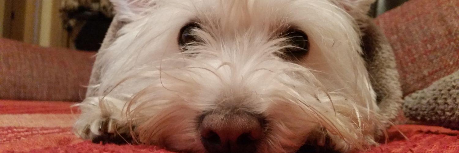 tamanfer's profile banner image