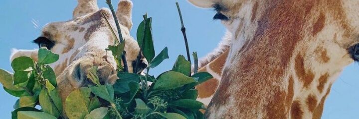 moonserose11's profile banner image