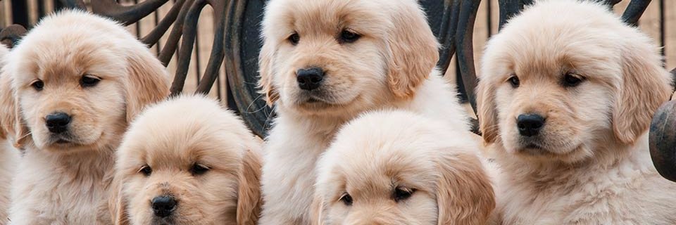 SPatni26's profile banner image