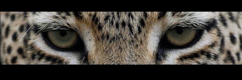 fozerr's profile banner image