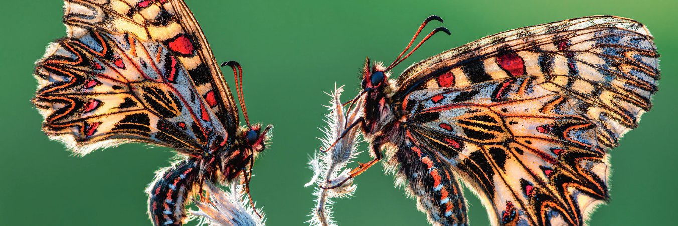 Systematic Entomology's banner