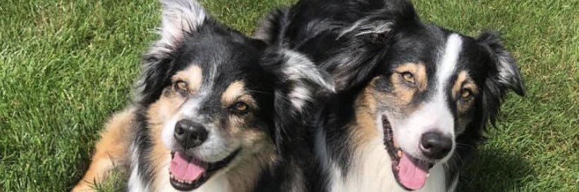 LovingFurBabies's profile banner image