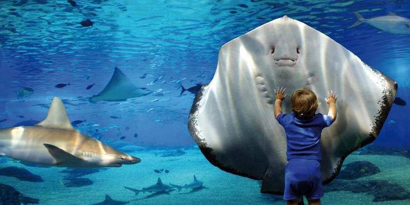 sevan karabetoglu banner