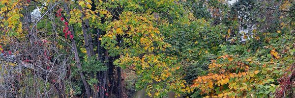 ltde1971 Profile Banner