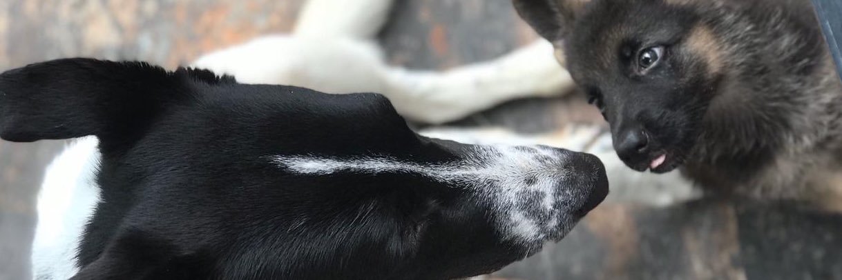 alfocatt's profile banner image