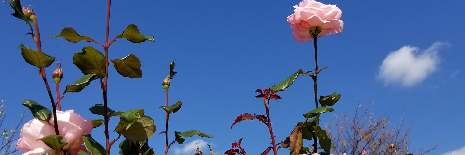 3sec_dash's profile banner image