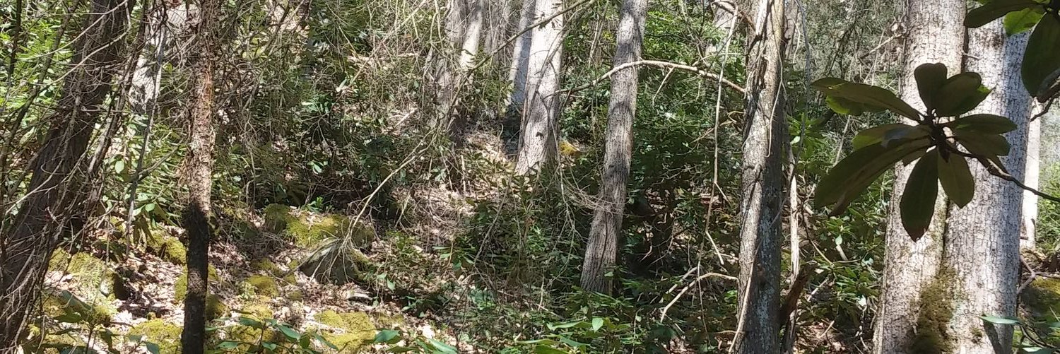 backwoodsoutla1's profile banner image