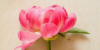 DPRani's profile banner image