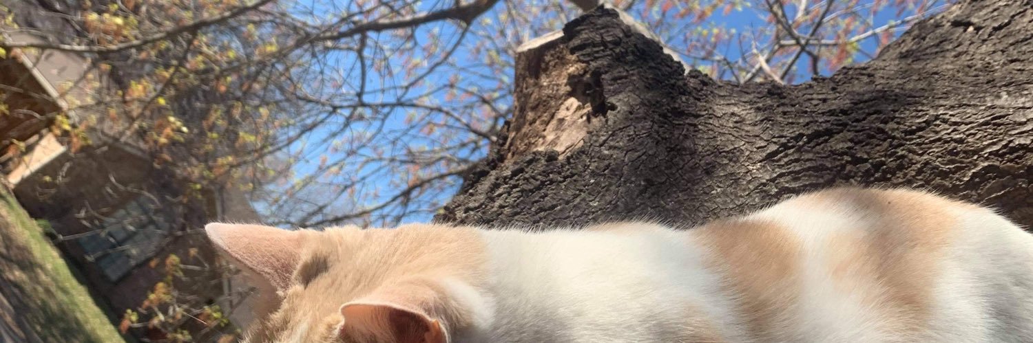 vicki_buck's profile banner image