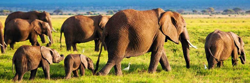 🇨🇦 Lisa 🇨🇦🐘 banner