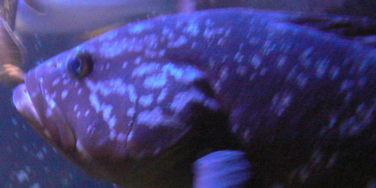 pertoger's profile banner image