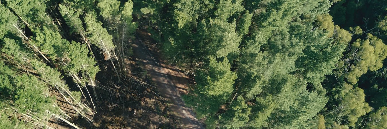 tree_planted's profile banner image