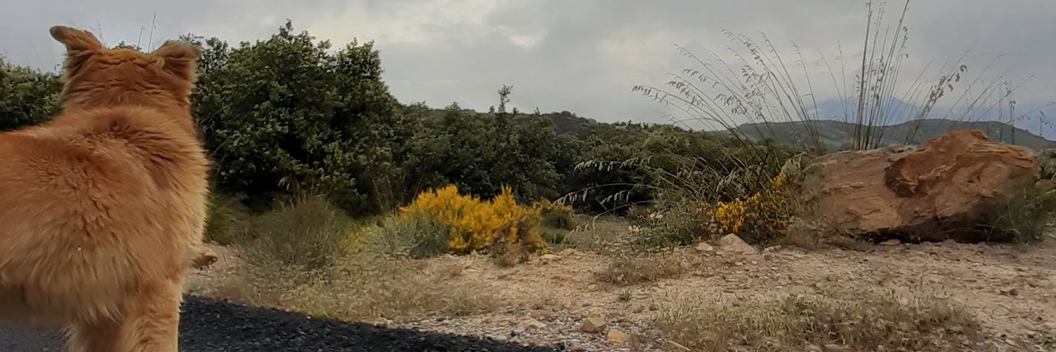 mecherefzin's profile banner image