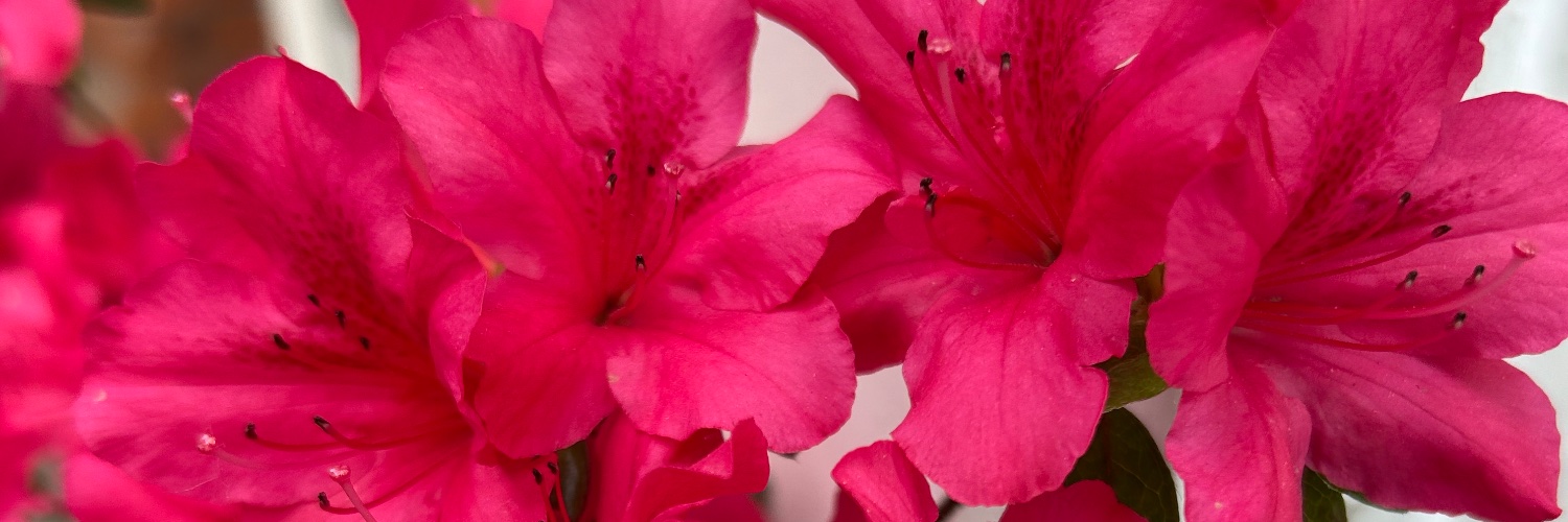 HAV_and_RAV's profile banner image